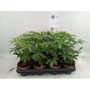 Schefflera arbor. 'Luseana'