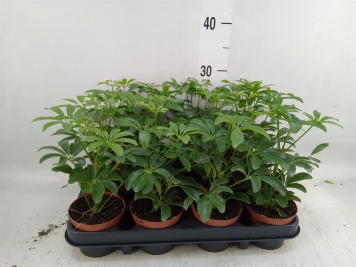 <h4>Schefflera arbor. 'Luseana'</h4>