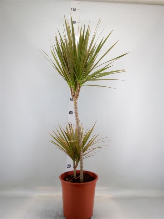 Dracaena marg.