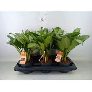 Aglaonema  'Maria Christina'