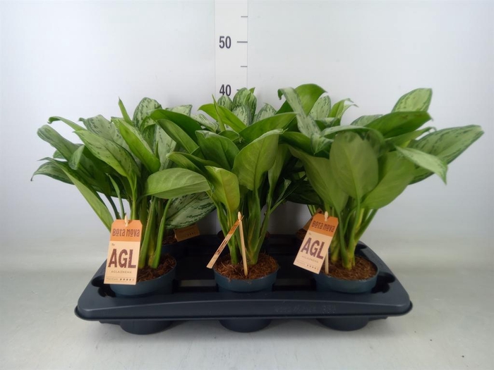 <h4>Aglaonema  'Maria Christina'</h4>