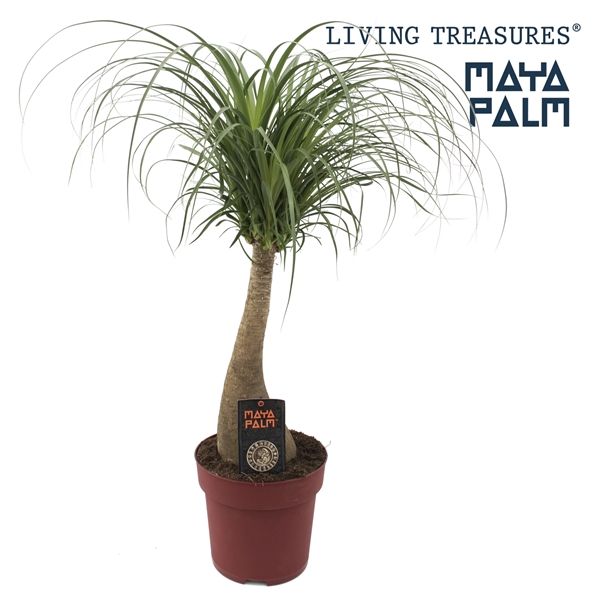 <h4>Beaucarnea "Maya Palm" stam P23</h4>