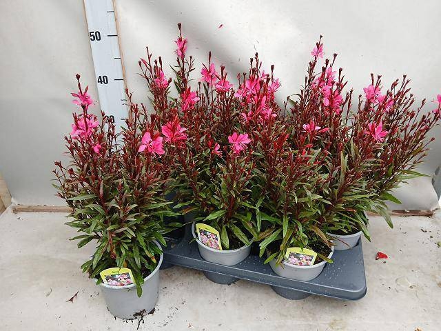 <h4>GAUR LI BE DARK PINK</h4>