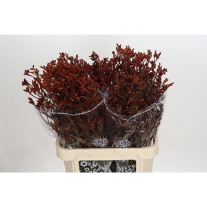 Anigozanthos Skippy Morning Sun