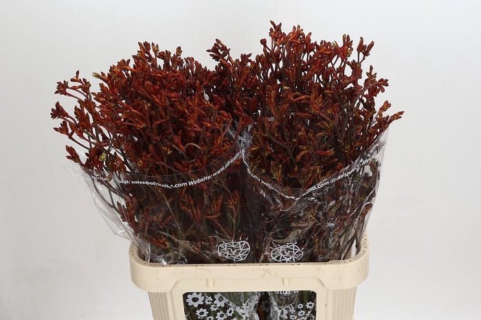 <h4>Anigozanthos Skippy Morning Sun</h4>