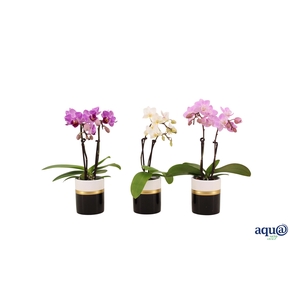 Dolomite Horizon Black Tiny Dolls Mix 2T10+ Aqu@