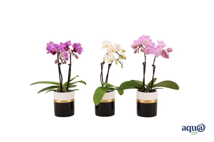 <h4>Dolomite Horizon Black Tiny Dolls Mix 2T10+ Aqu@</h4>