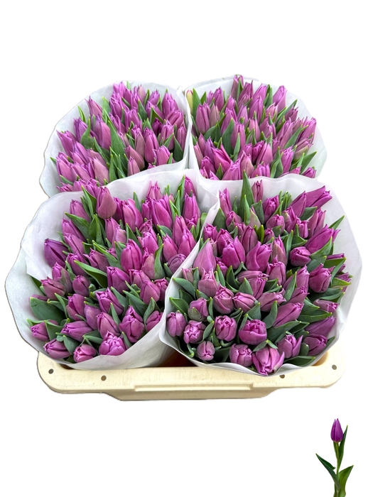 <h4>TU EN PASSIO MYSTIC</h4>