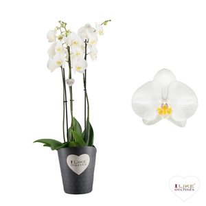 Duetto Oxford - 3 tak