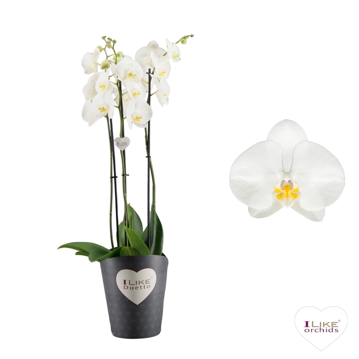 <h4>Duetto Oxford - 3 tak</h4>