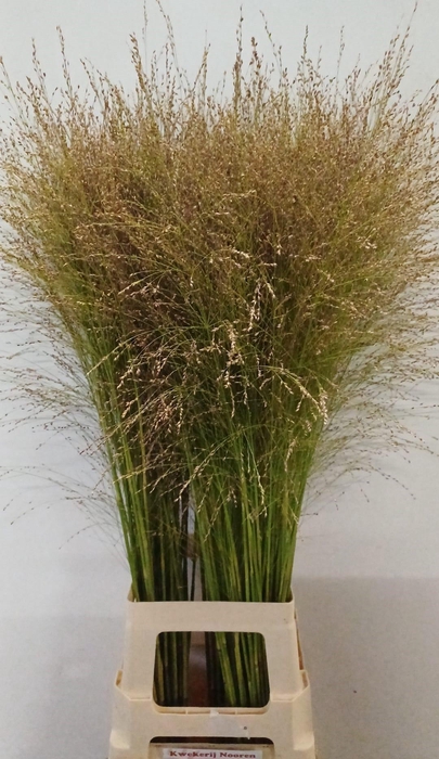 <h4>PANIC VI THUNDERCLD</h4>