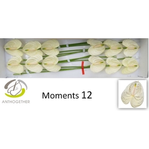 ANTH A MOMENTS 12