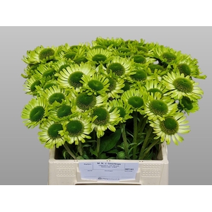 ECHINACEA GREEN JEWEL