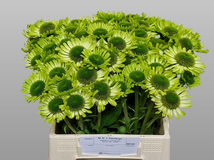 <h4>ECHINACEA GREEN JEWEL</h4>