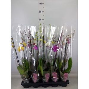 Phalaenopsis   ...mix