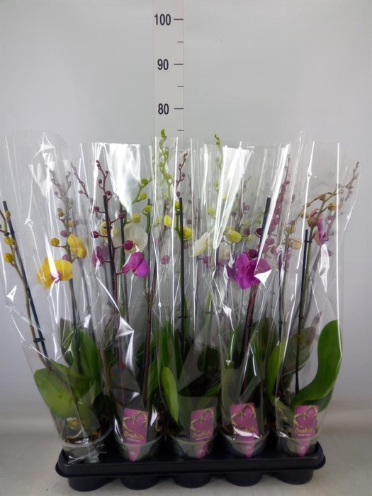 <h4>Phalaenopsis ...mix</h4>