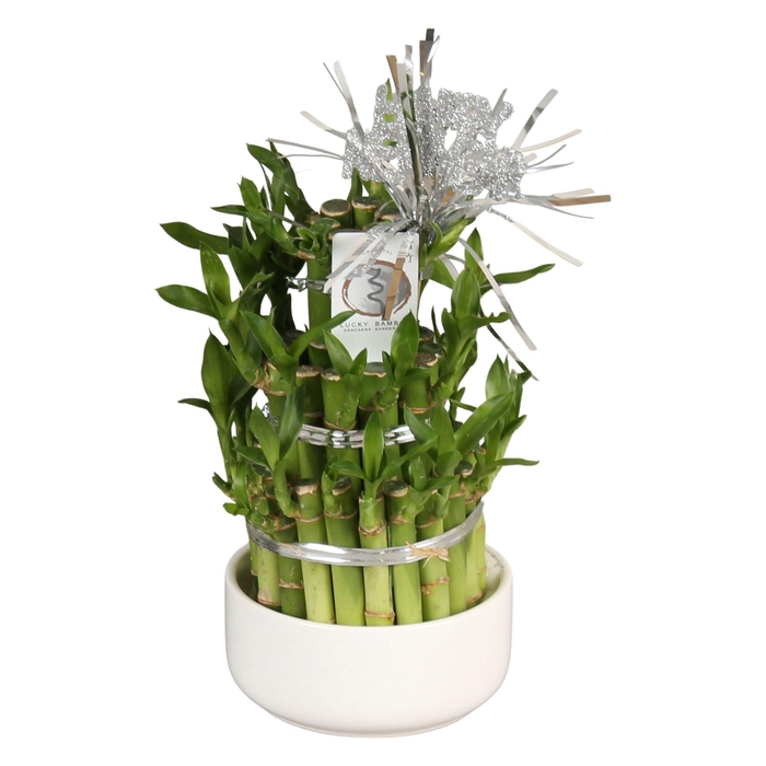 <h4>Lucky Bamboo Round 3Big in ø12cm Ceramic White</h4>