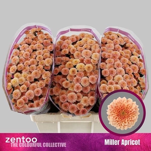 CHR SAN MILLER APRICOT
