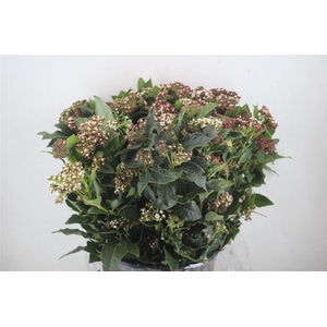 Viburnum Blooming White P Bunch