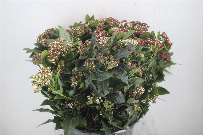 <h4>Viburnum Blooming White P Bunch</h4>
