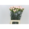 Dianthus St Maruchi