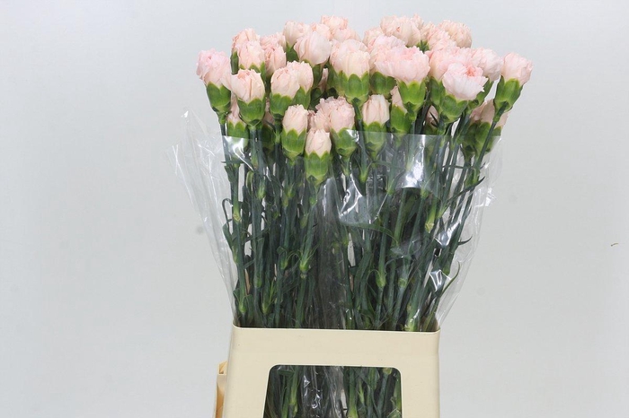 Dianthus St Maruchi