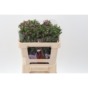 Di Raffin Petit Faye 50cm