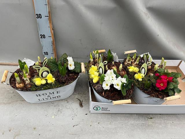 <h4>ARR BOL KNOLGEWAS</h4>