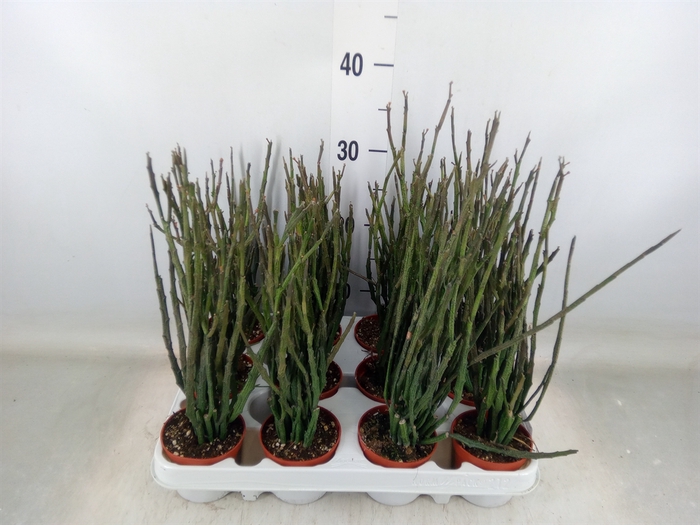 <h4>Euphorbia   ...</h4>