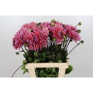 Dahlia Madeleine