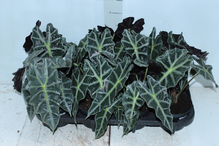 <h4>ALOCASIA POLLY P12</h4>