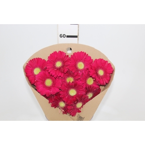GERBERA AMBASSADOR < 050 CM > 10 CM DIAM