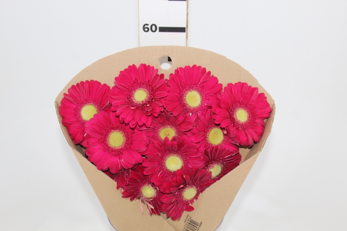 <h4>GERBERA AMBASSADOR < 050 CM > 10 CM DIAM</h4>