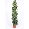 Philodendron scandens