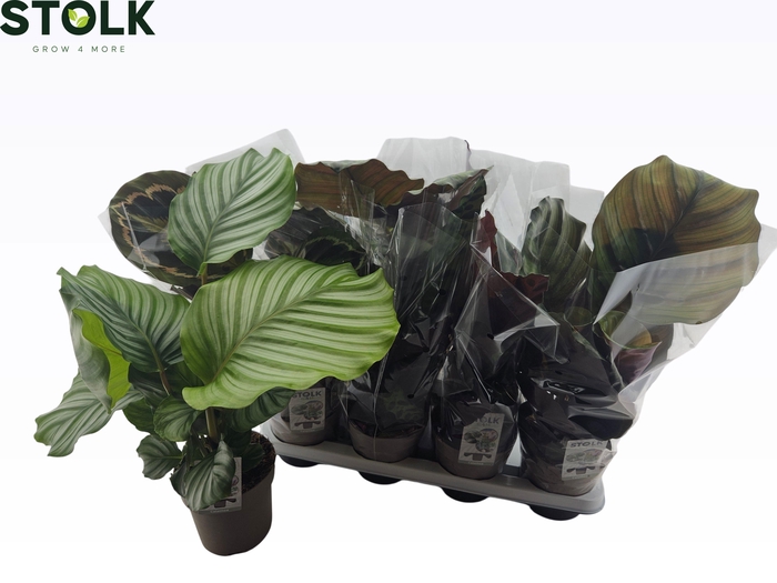 <h4>CALAT GEM 4 SRT</h4>