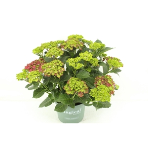 Hydrangea Magical Greenfire red
