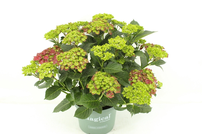 <h4>Hydrangea Magical Greenfire red</h4>