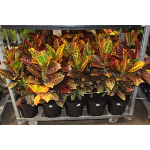 CROTON HIBRIDO PETRA P24
