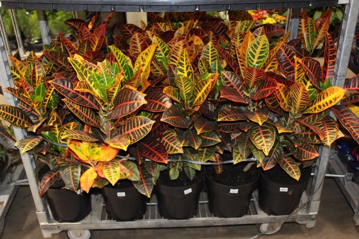 <h4>CROTON HIBRIDO PETRA P24</h4>