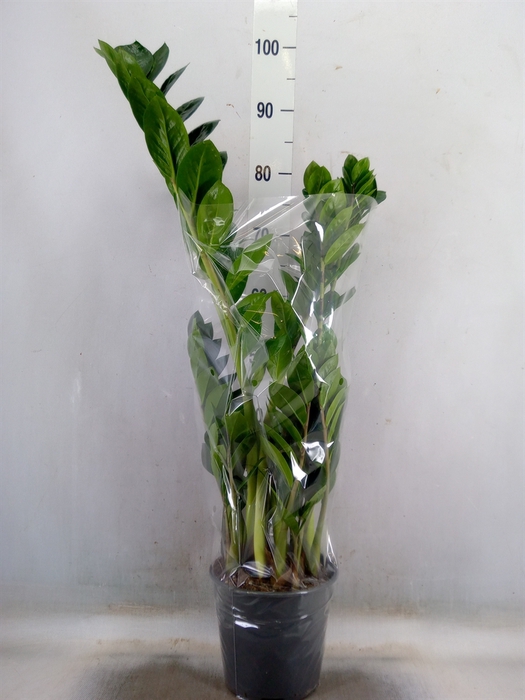 <h4>Zamioculcas zamiifolia</h4>