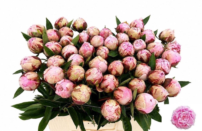 <h4>Paeo L Sarah Bernhardt Xl</h4>