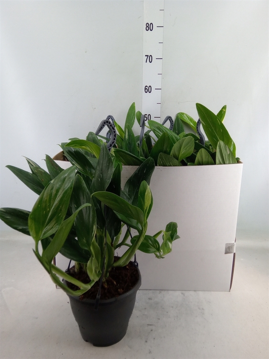 <h4>Philodendron  'Cobra'</h4>