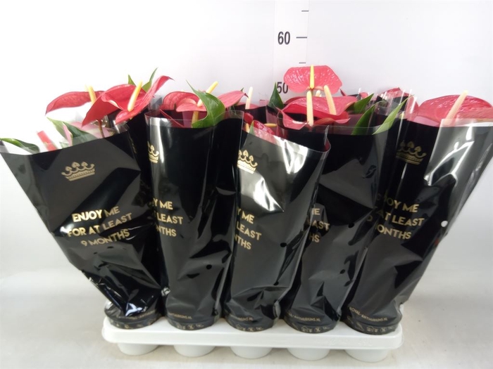 <h4>Anthurium andr. 'Royal Champion'</h4>