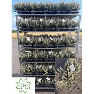 Calluna Garden Girls Fluffy