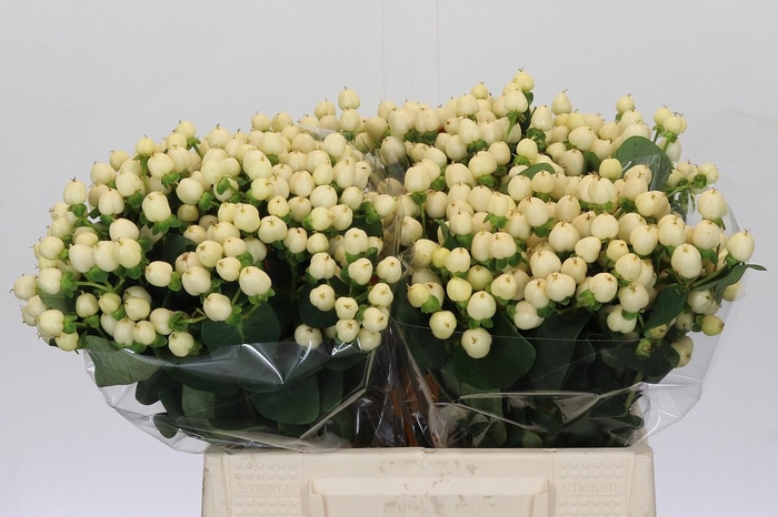 <h4>Hypericum Cool Romance</h4>