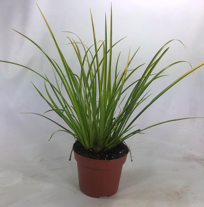 <h4>Acorus gramineus Ogon</h4>