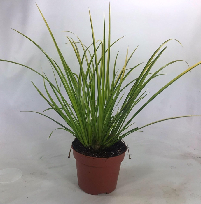 <h4>Acorus gramineus Ogon</h4>
