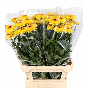 Chrys Gp Captiva Yellow