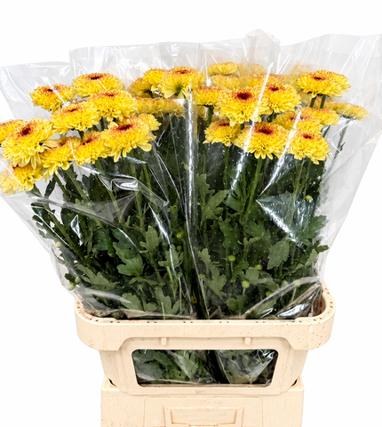 <h4>Chrys Gp Captiva Yellow</h4>