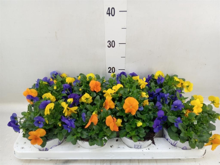 <h4>Viola   ...tricolor</h4>